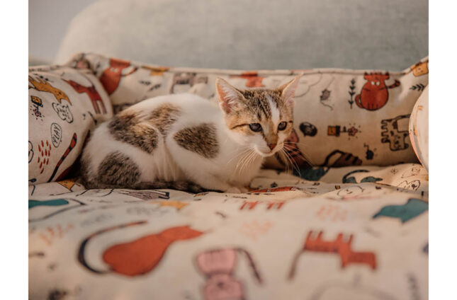 CAMA PARA MASCOTAS CUORE